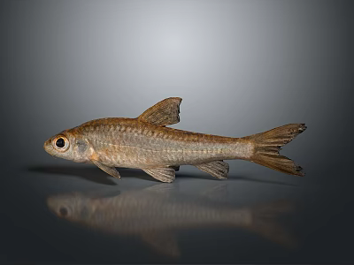 Brown Scaled Fish With Black Eyes Fins And Tail On Gray Background With Reflection Below 3d model