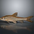 Brown Scaled Fish With Black Eyes Fins And Tail On Gray Background With Reflection Below