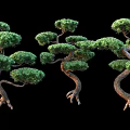 Unique Shaped Trees With Curved Trunks Lush Green Foliage Exposed Roots Against Black Background