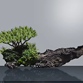 Green Pine Needle Bonsai Plant with Rock Base Moss on Smooth Surface Gray Background 3d model