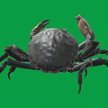 Detailed Dark Brown And Yellow Crab With Claws Isolated On Green Background