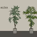 Potted Plants with Lush Green Leaves in Concrete Pots for Modern Poliform Interior Decor