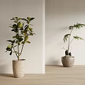 Potted Plants With Large Green Leaves And Fern In Light Textured Pots On Wooden Floor