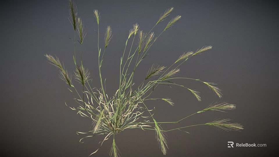 Wild Grass Plant With Long Slender Stems And Green Leafy Blades 3d model 