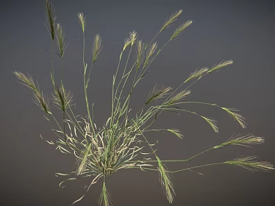 Wild Grass Plant With Long Slender Stems And Green Leafy Blades 3d model