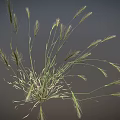Wild Grass Plant With Long Slender Stems And Green Leafy Blades