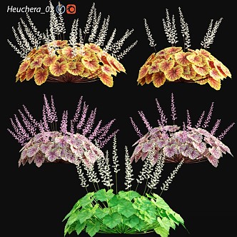 Vintage Other Sisteraceae Coral Bell Shrub Grass 3d model