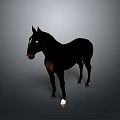 Realistic Black Horse With White Hooves Standing On Gray Background