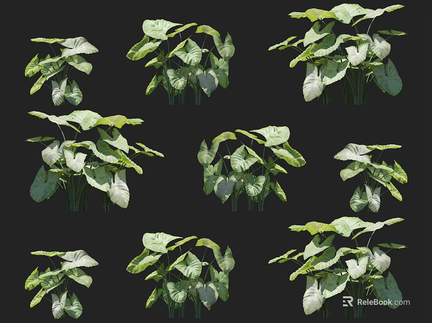 Multiple Lush Green Leafy Plants With White Variegated Leaves For Indoor Decor 3d model 