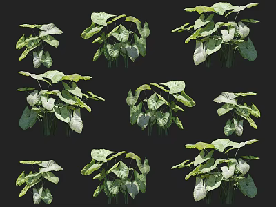 Multiple Lush Green Leafy Plants With White Variegated Leaves For Indoor Decor 3d model