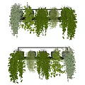 Lush Trailing Hanging Basket Plants With Green Foliage For Indoor Home Decor