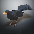Black Bird With Orange Beak Standing Upright On Dark Background Displaying Tail Feathers