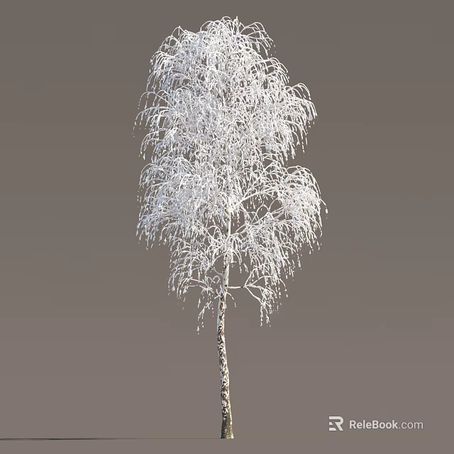 Tall Snow Covered Birch Tree With Delicate White Branches In Winter Scene 3d model 
