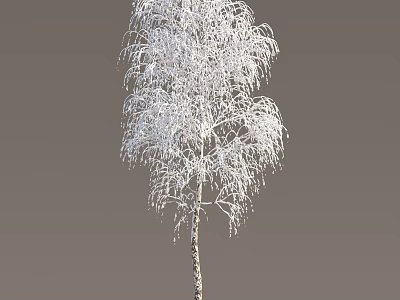 Tall Snow Covered Birch Tree With Delicate White Branches In Winter Scene 3d model
