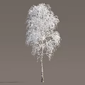 Tall Snow Covered Birch Tree With Delicate White Branches In Winter Scene 3d model