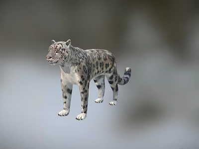 Wildlife Snow Leopard Standing Gracefully With Spotted Coat In Natural Mountain Habitat 3d model