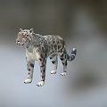 Wildlife Snow Leopard Standing Gracefully With Spotted Coat In Natural Mountain Habitat