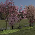 Beautiful Flowering Trees With Pink And Light Pink Blossoms In Grassy Field Surrounded By Stones