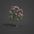 Various Types of Flowering Trees with Pink Blossoms and Green Foliage in Garden Landscaping Collection