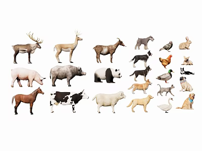 Reptile And Diverse Animal Species In Natural Wildlife Collection 3d model