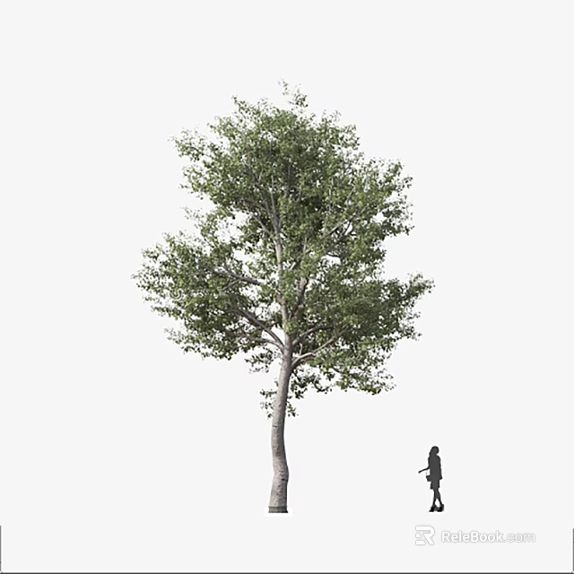 Tall Arbor With Lush Green Leaves And Person Standing Nearby 3d model 