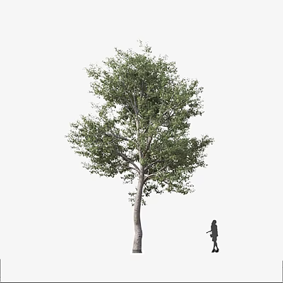 Tall Arbor With Lush Green Leaves And Person Standing Nearby 3d model