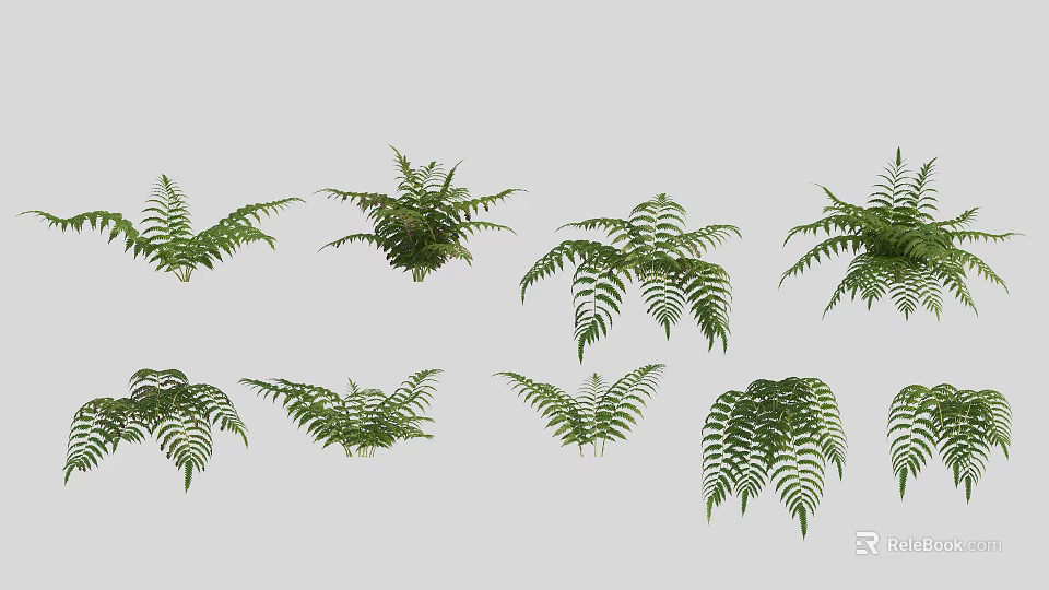 Various Beautiful Green Fern Leaves In Different Shapes Arranged On White Background 3d model 