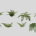 Various Beautiful Green Fern Leaves In Different Shapes Arranged On White Background