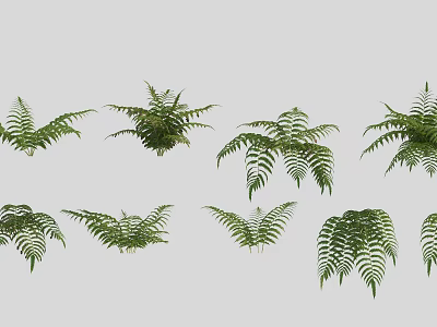 Various Beautiful Green Fern Leaves In Different Shapes Arranged On White Background 3d model
