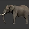 Realistic 3D Elephant Model With Detailed Features And White Tusks 3d model