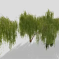 Weeping Willow Trees with Green Hanging Branches and Brown Trunks on Light Ground with Shadows