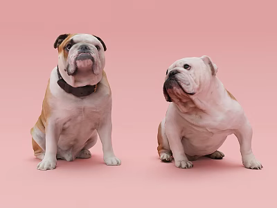 Two Different Colored Reptiles Sitting On Pink Background Looking Around 3d model