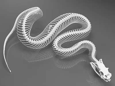 Reptile Snake Skeleton White Anatomical Model Displaying Detailed Bone Structure On Gray Background 3d model