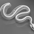 Reptile Snake Skeleton White Anatomical Model Displaying Detailed Bone Structure On Gray Background 3d model