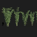 Tall Green Bamboo Stems With Lush Leaves In Natural Growth Environment