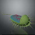 Green Microbial Cell Featuring Blue Section Pink Organelles and Hair like Cilia