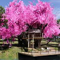 Park Landscape Featuring Pink Cherry Blossom Tree Treehouse Water Area Grassland and Blue Sky