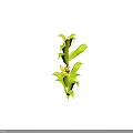 Healthy Green Corn Plant With Lush Leaves And Yellow Corn Cobs