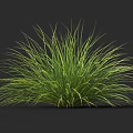 Lush Green Grass With Slender Leaves Against Dark Background Showcasing Vibrant Color And Texture