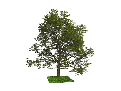 Tall Arbor With Lush Green Leaves And Thick Trunk On Grass Base 3d model