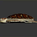 Reptile Sea Turtle With Glossy Red Orange Shell And Intricate Pattern On Reflective Dark Background
