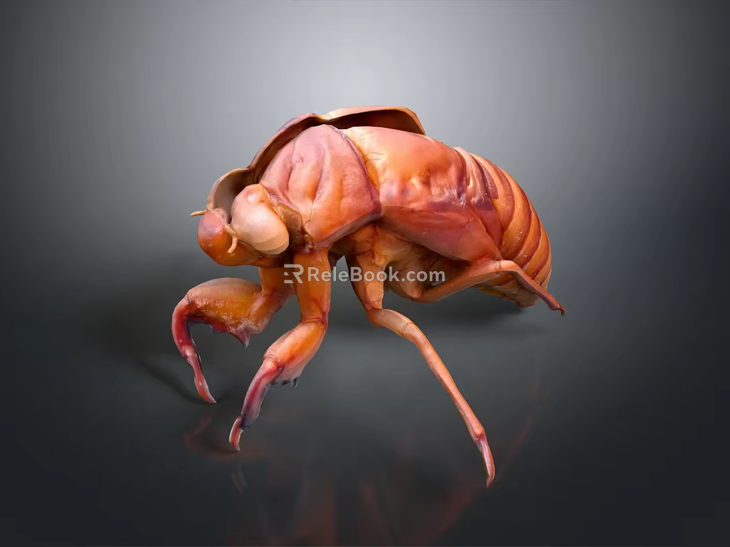 Cicada shelling cicada shelling cicada shell cicada shell cicada shell article 3d model