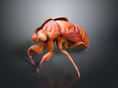3D Rendered Orange Red Beetle Figurine As Decorative Household Accessory With Detailed Legs And Antennae 3d model