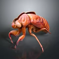 Cicada shelling cicada shelling cicada shell cicada shell cicada shell article 3d model