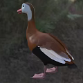 Duck Aquatic Bird With Brownish Red Body White Neck Belly Red Beak On Grass