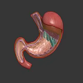 3D Anatomical Model of Abdominal Organ Stomach Showing Detailed Internal Structure