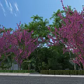 Beautiful Scenic Landscape With Purple Flowering Trees Lush Green Foliage And Clear Blue Sky