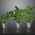 Lush Green Plants in White Pots Arranged on Black Background