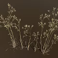 Ornamental Grass with Tall Slender Stems and Delicate Feathery Plumes Against Dark Backdrop