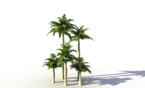 Palm Tree 3d model